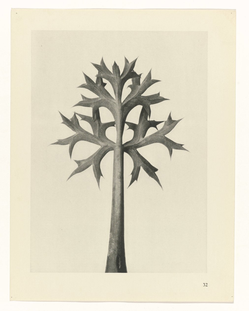 plánovat studii Archetypy umění (název série) od Karl Blossfeldt