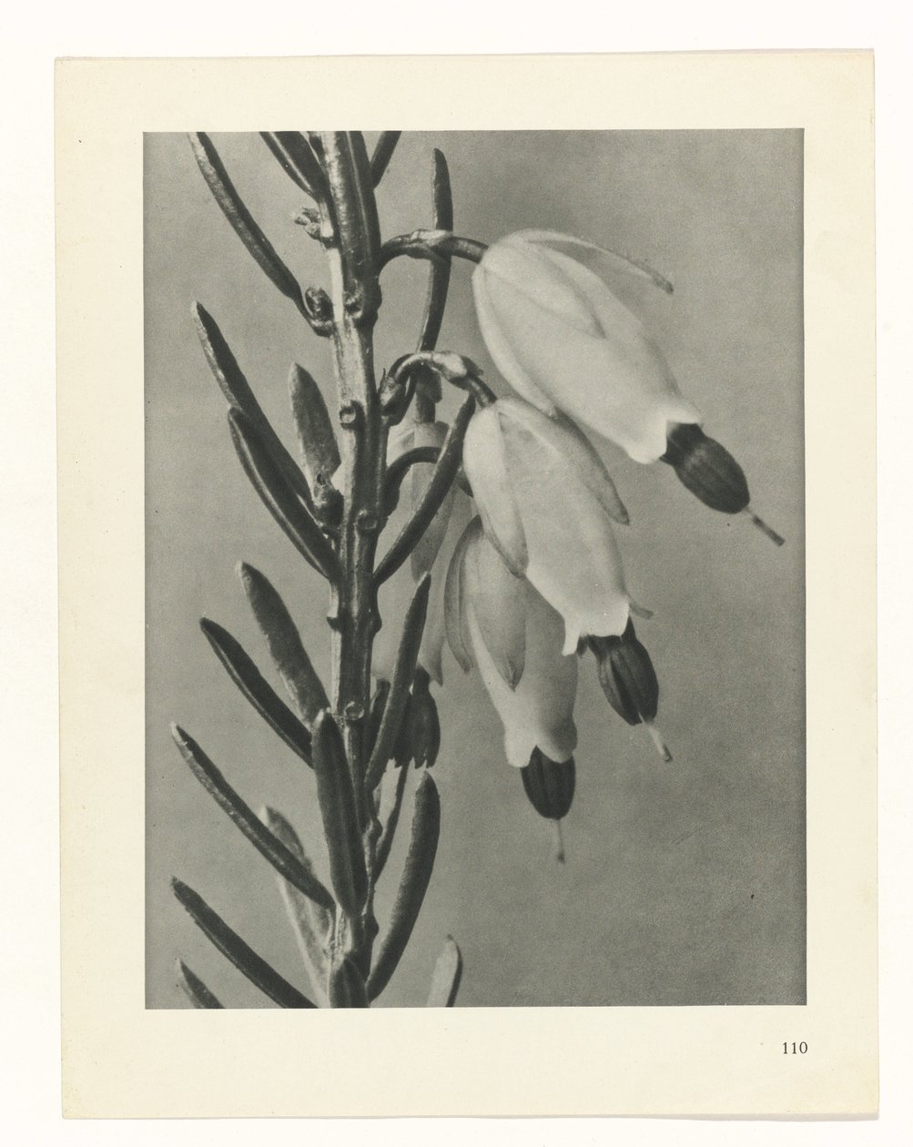 plánovat studii Archetypy umění (název série) od Karl Blossfeldt