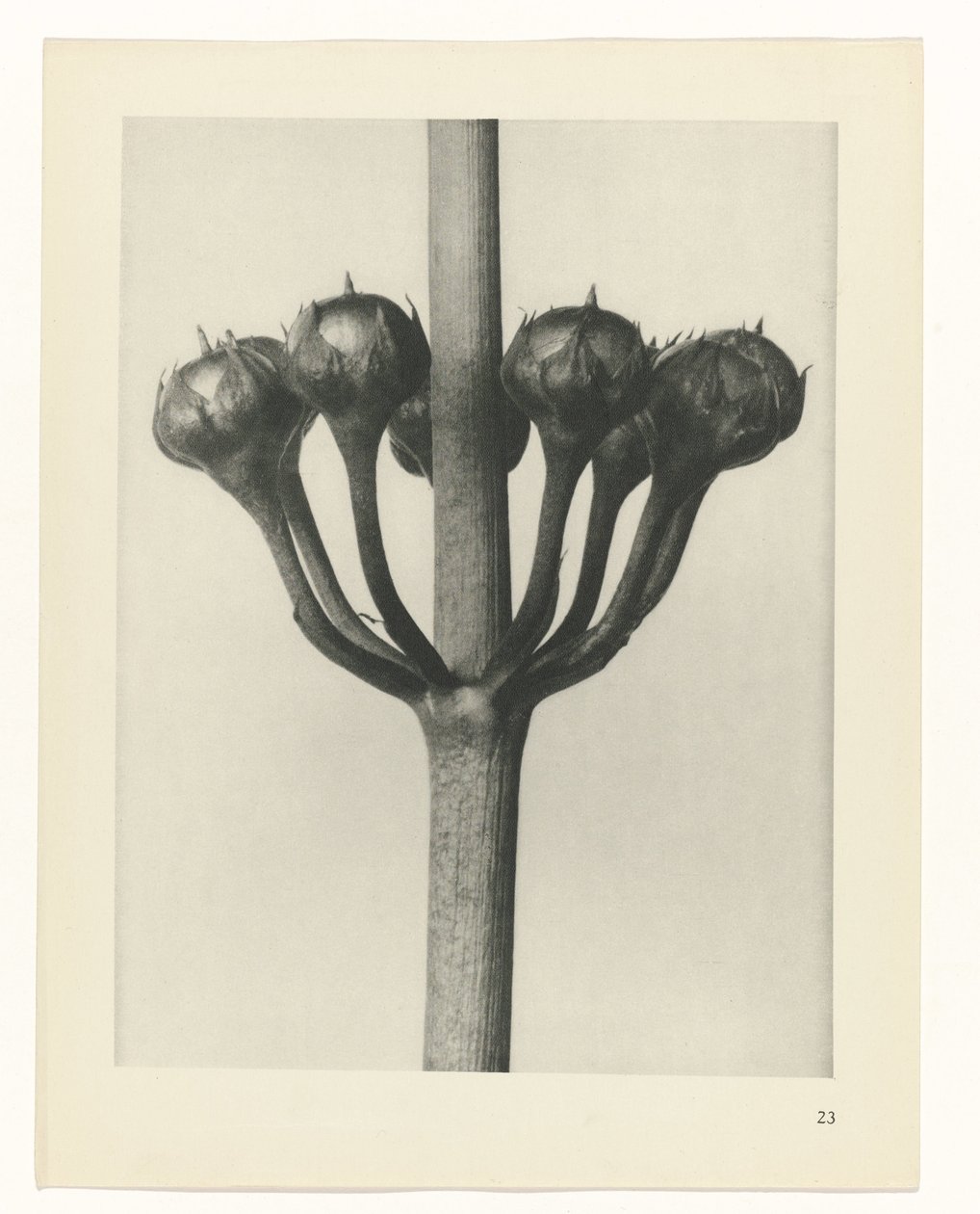 plánovat studii Archetypy umění (název série) od Karl Blossfeldt