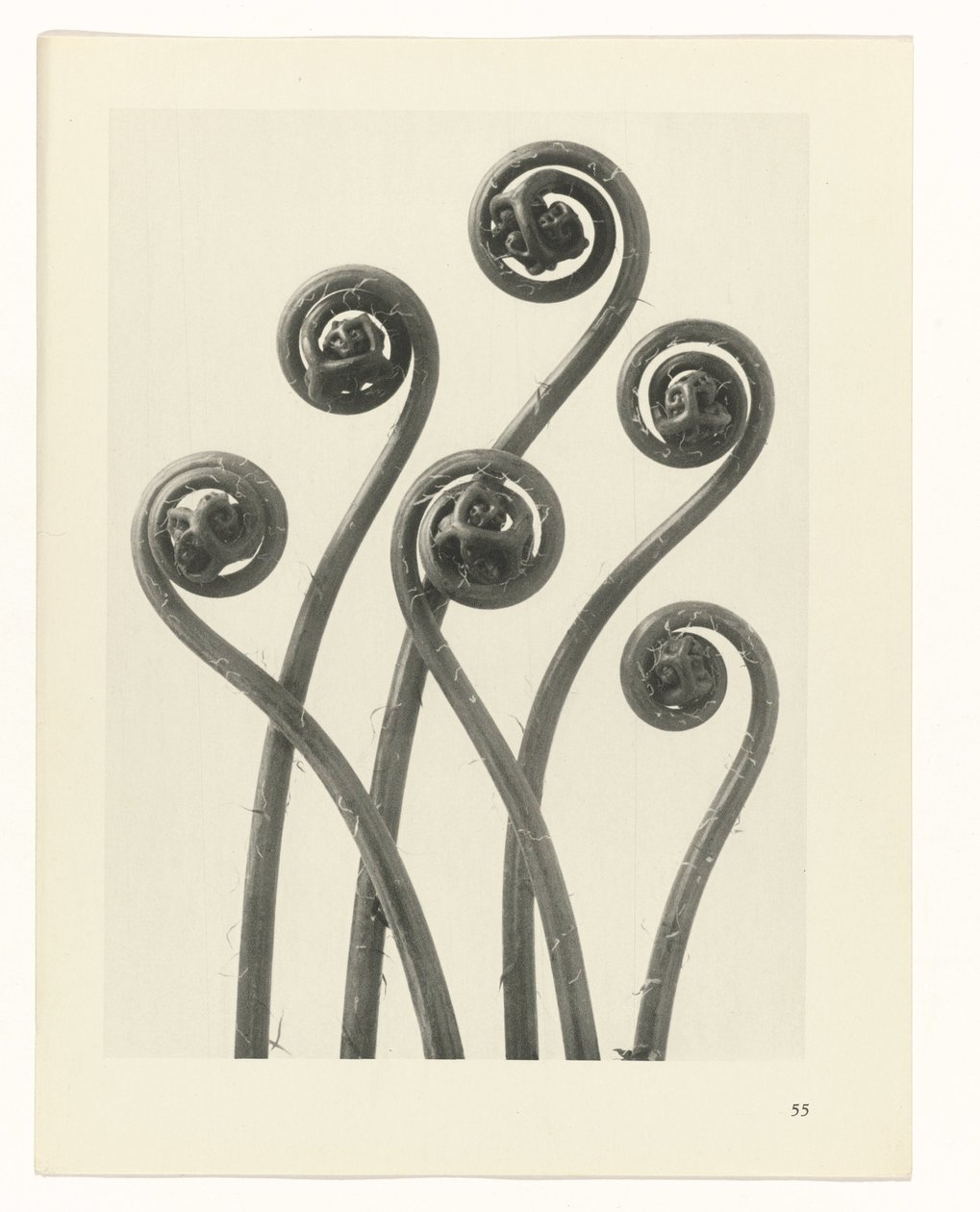 plánovat studii Archetypy umění (název série) od Karl Blossfeldt