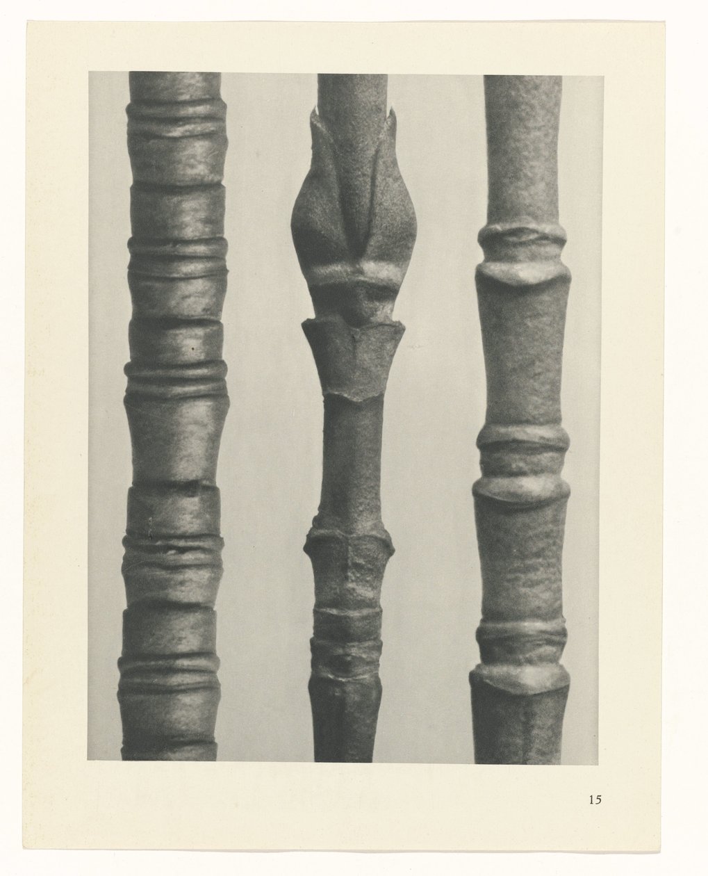 plánovat studii Archetypy umění (název série) od Karl Blossfeldt