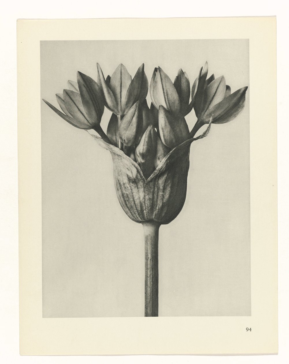 plánovat studii Archetypy umění (název série) od Karl Blossfeldt
