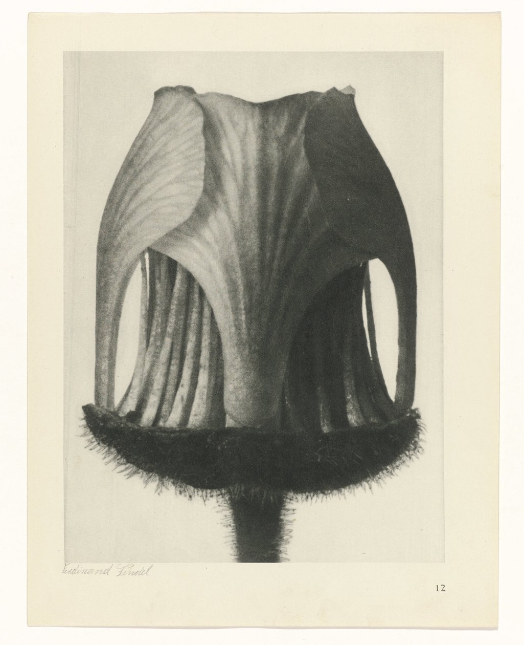 plánovat studii Archetypy umění (název série) od Karl Blossfeldt