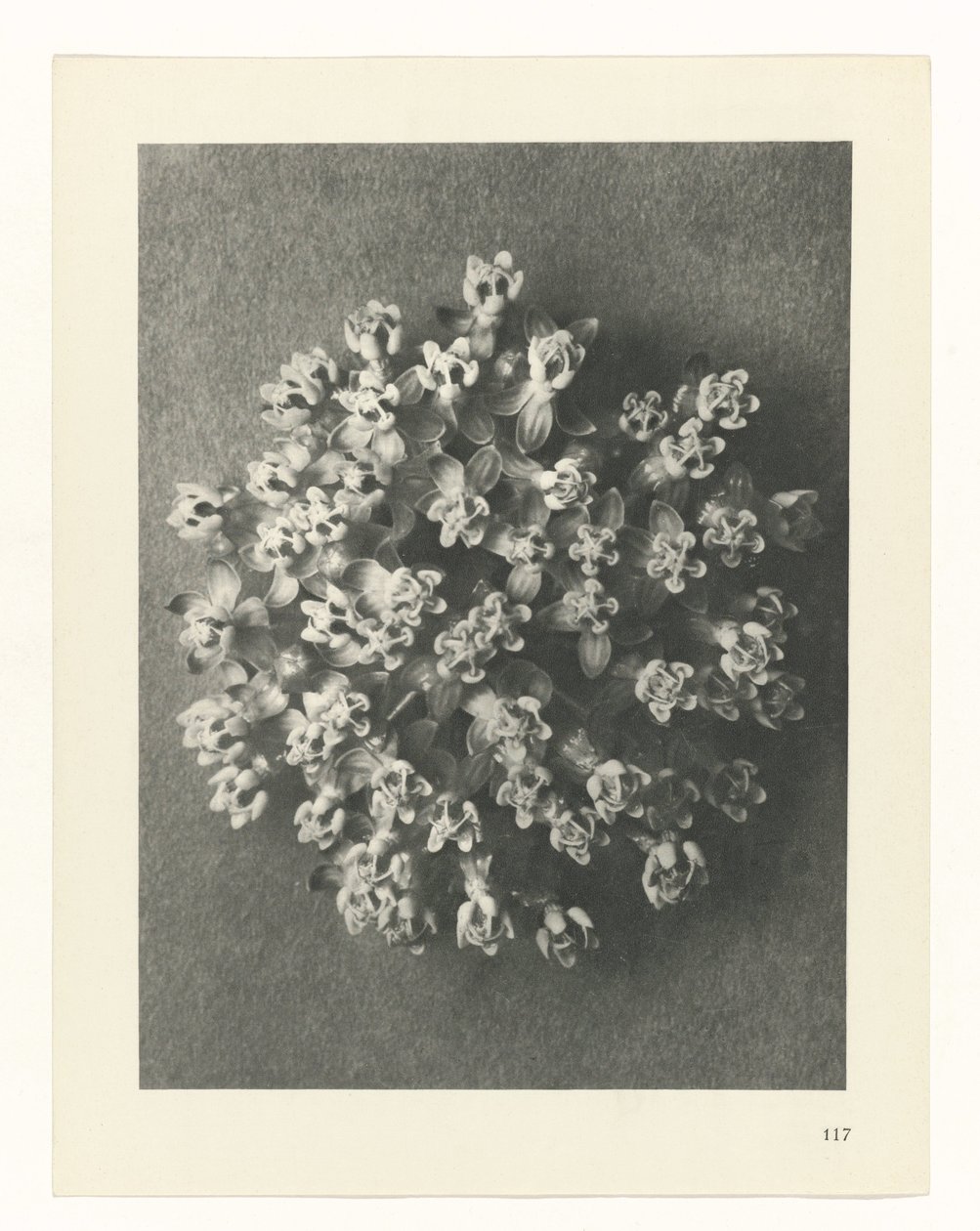 plánovat studii Archetypy umění (název série) od Karl Blossfeldt