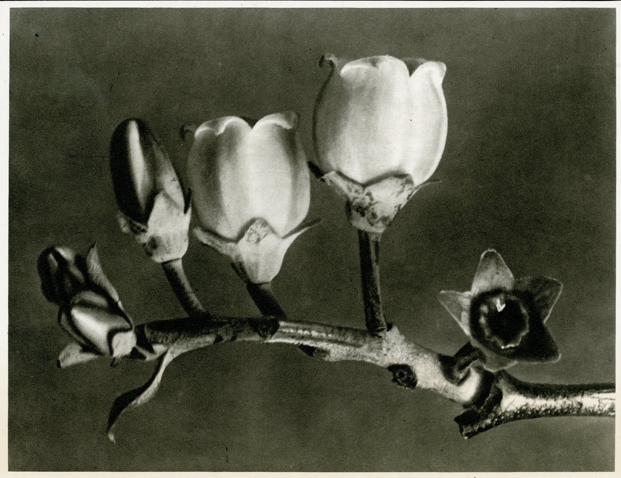 Vaccinium Corymbosum. 1929 (hlubotisk) od Karl Blossfeldt