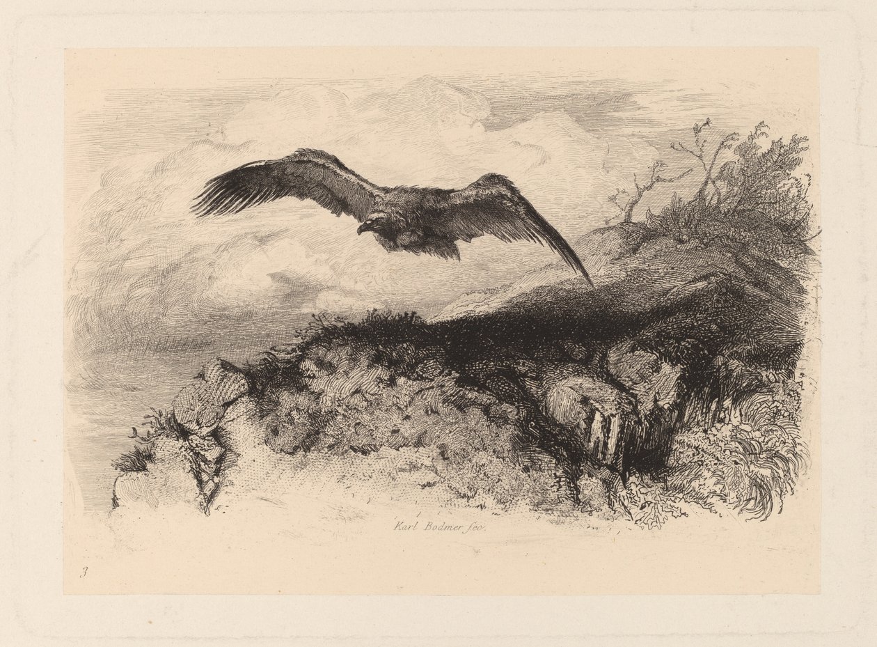 létající orel od Karl Bodmer