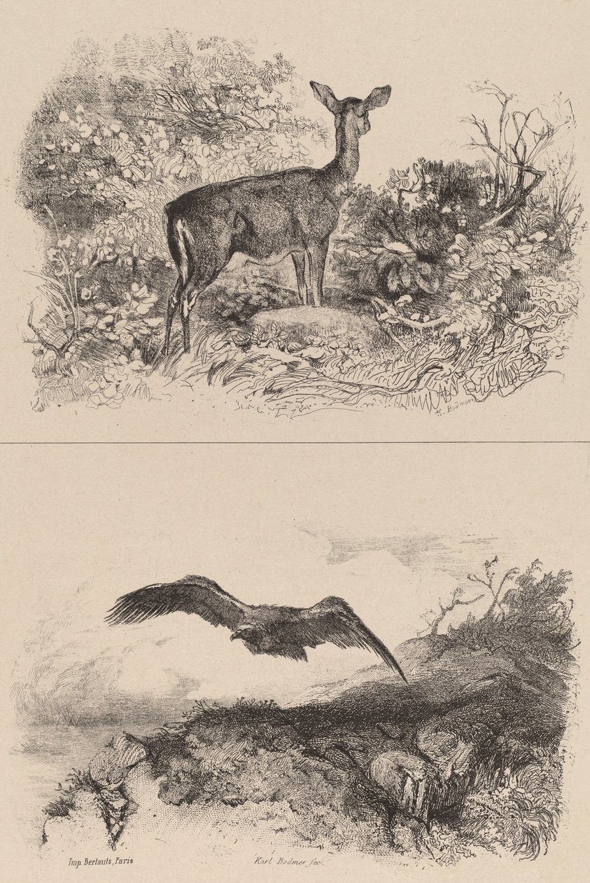 Doe, orel. od Karl Bodmer
