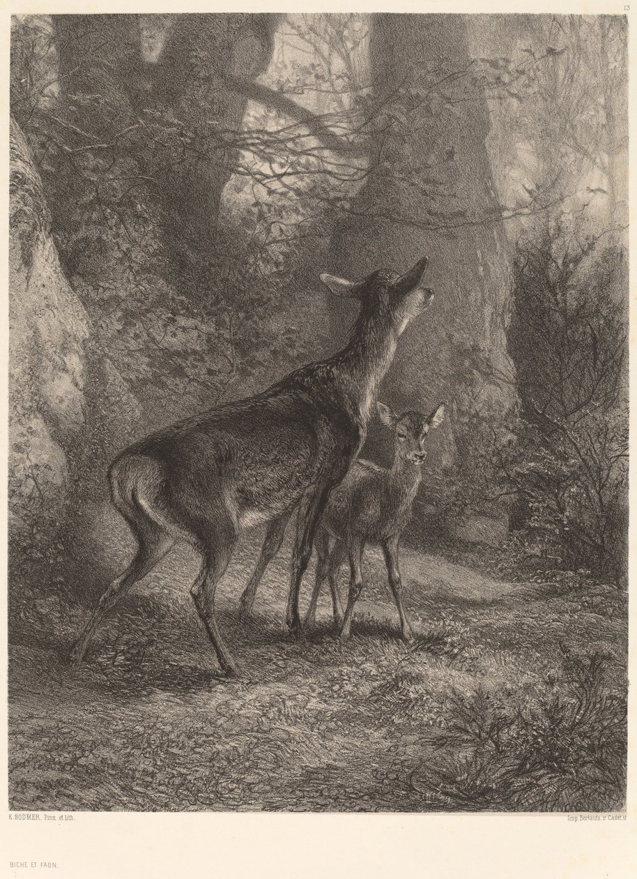 Srnka a kolouch od Karl Bodmer