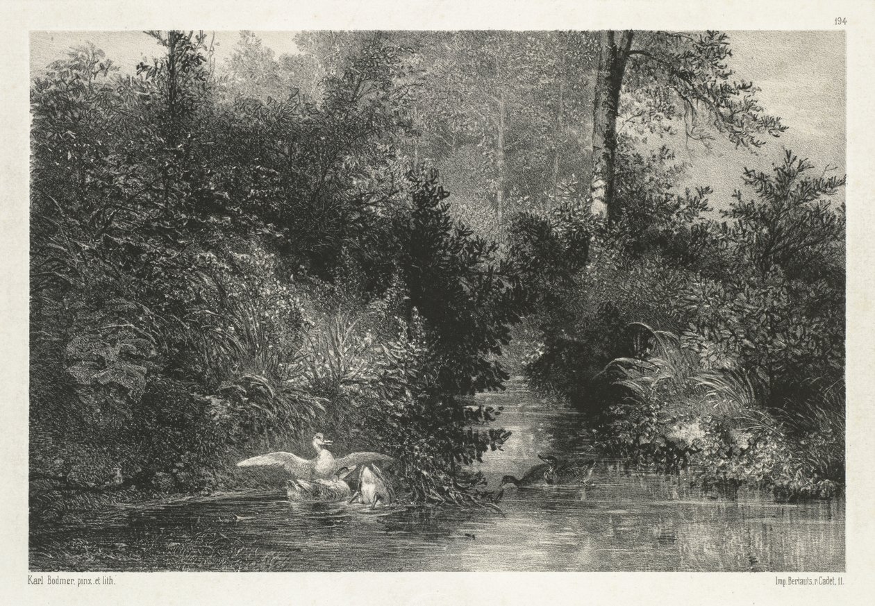 Kachny (kachny) od Karl Bodmer