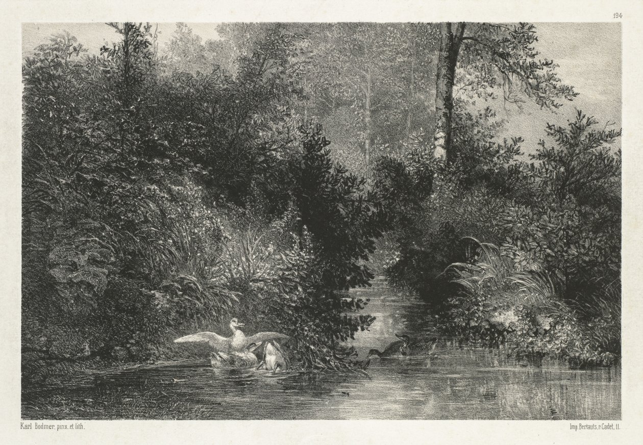 Kachny kachny. od Karl Bodmer