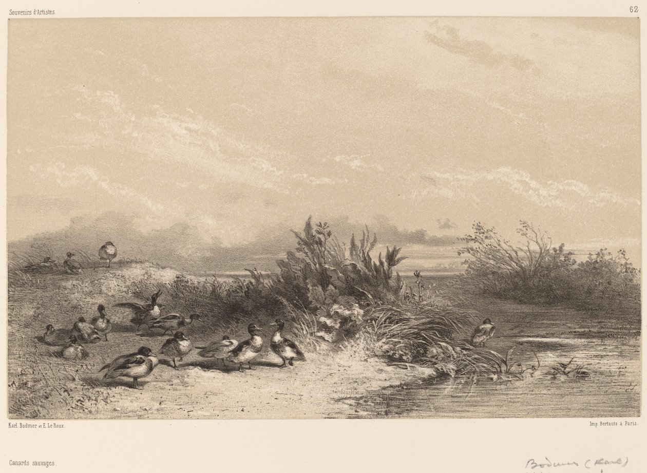 Divoké kachny. od Karl Bodmer