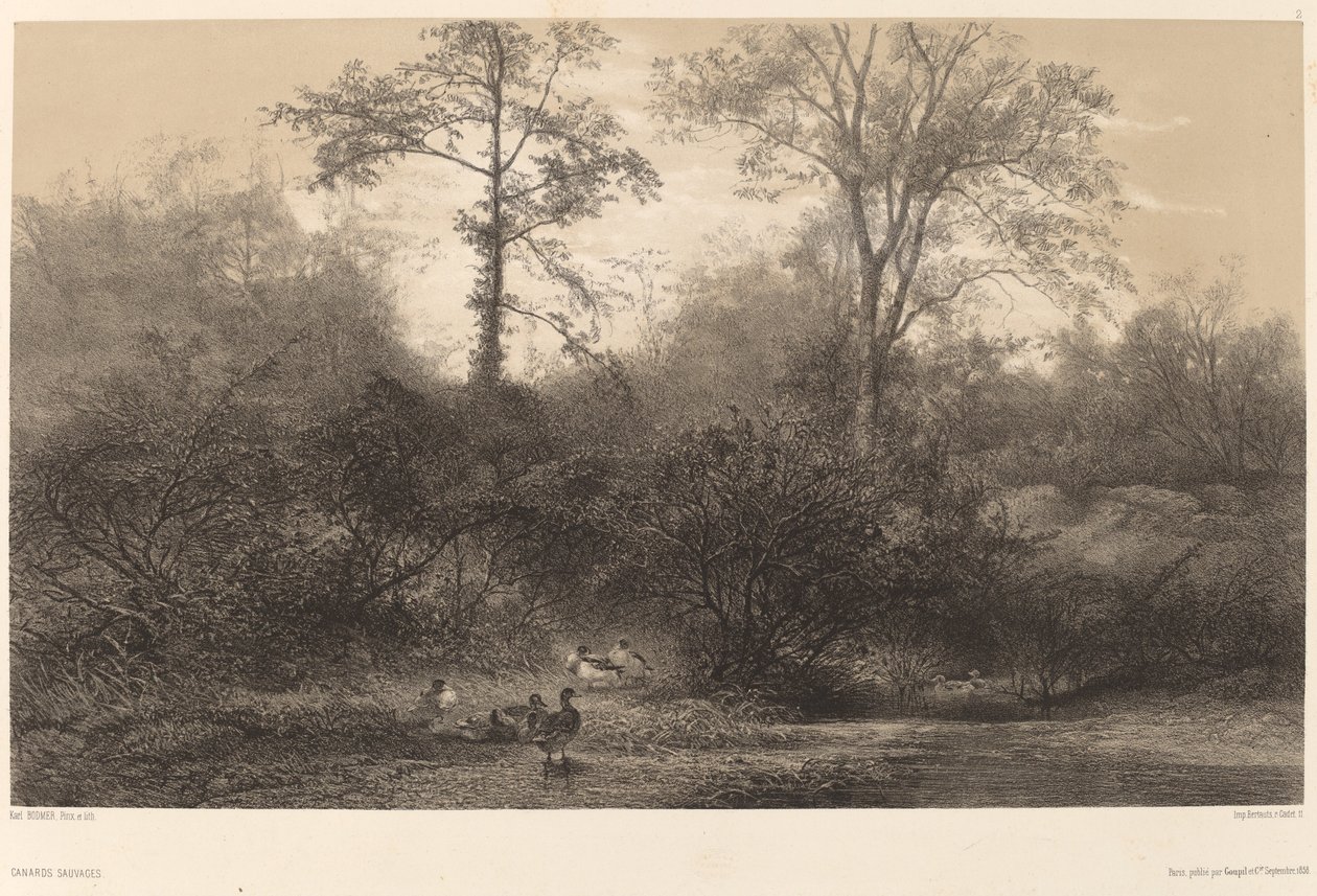 Divoké kachny. od Karl Bodmer