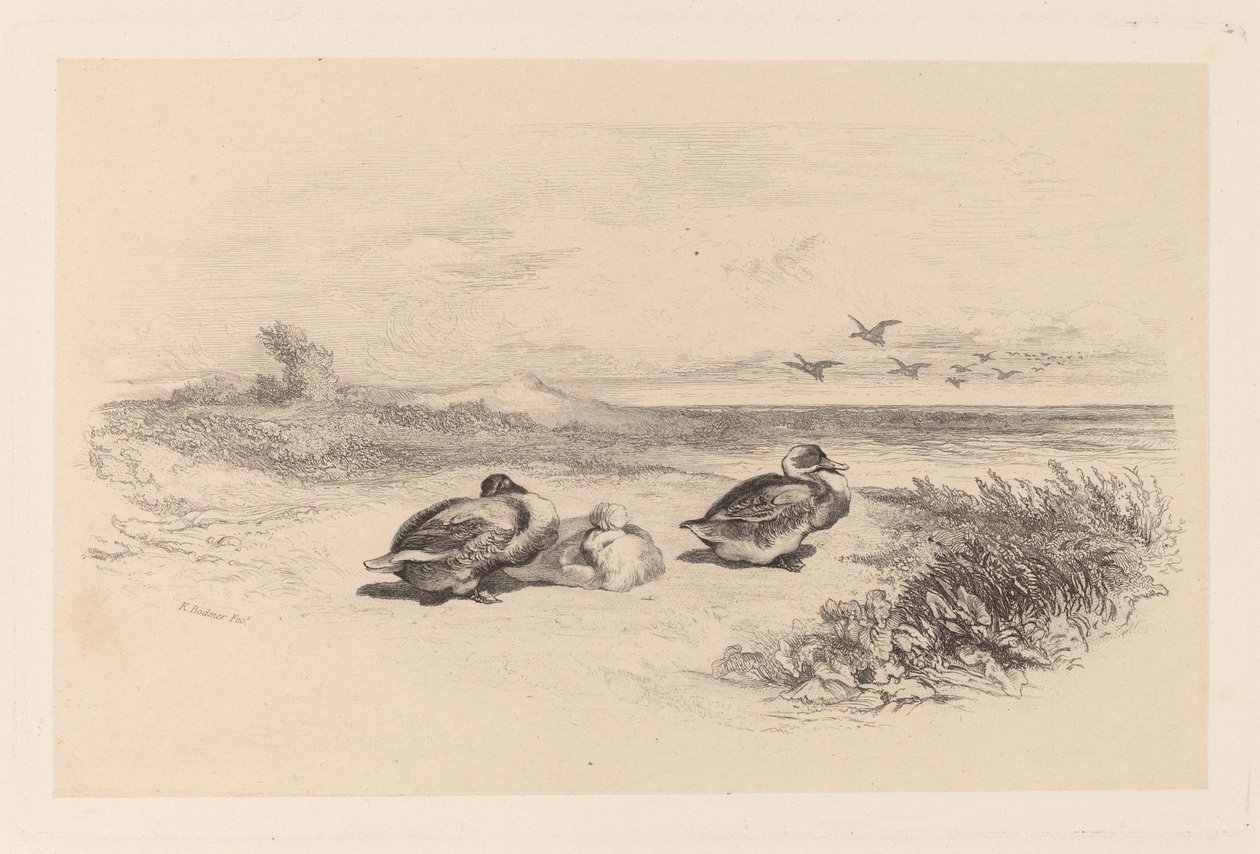 Divoké kachny od Karl Bodmer