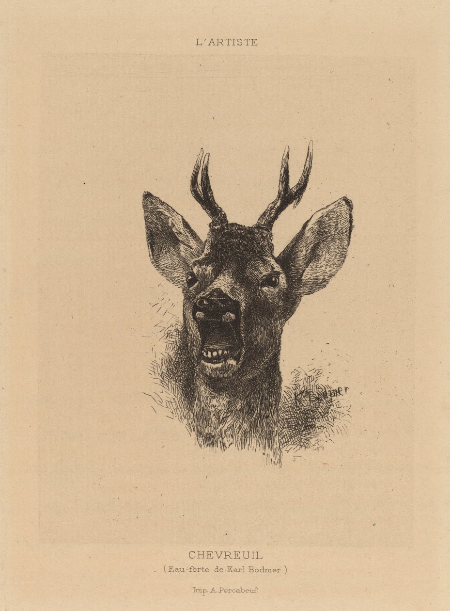 Jelen. od Karl Bodmer