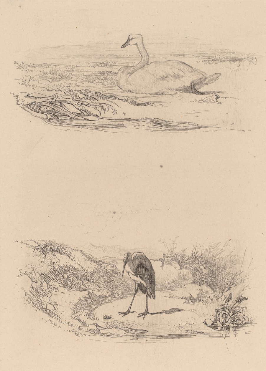 Labuť, volavka. od Karl Bodmer