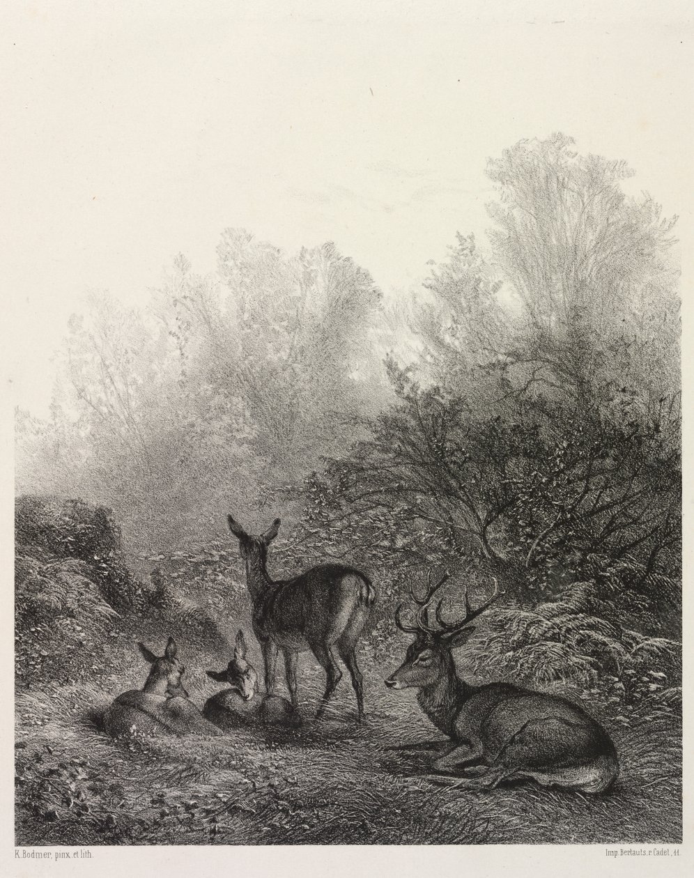 Jelen v klidu od Karl Bodmer