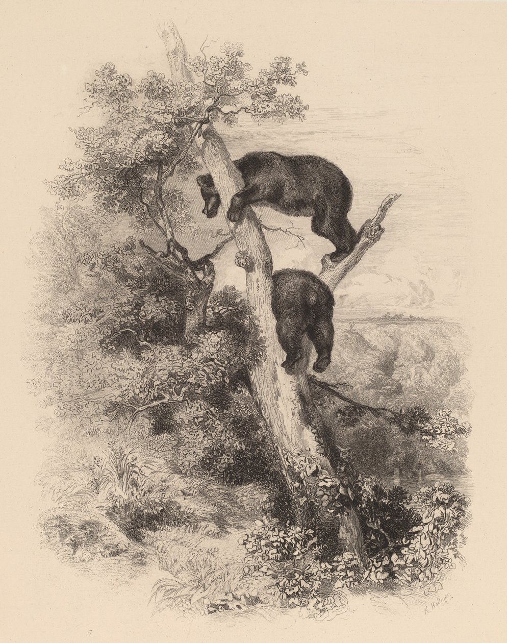 Dva medvědi. od Karl Bodmer