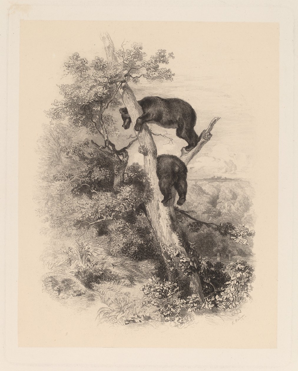 Dva medvědi od Karl Bodmer