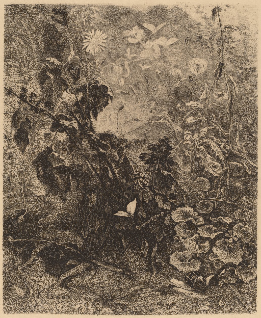 Šneci a motýli od Karl Bodmer
