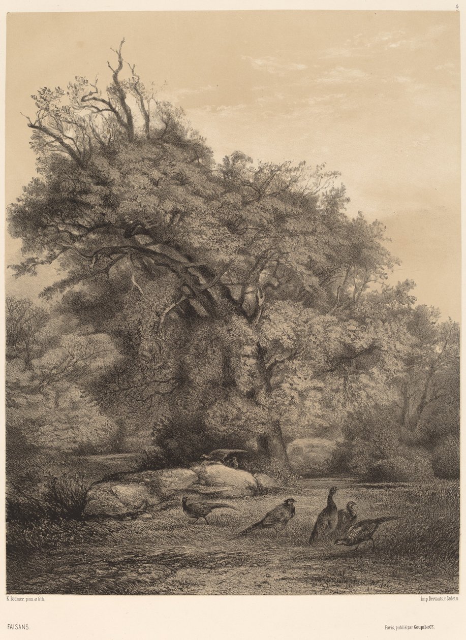 Bažanti. od Karl Bodmer