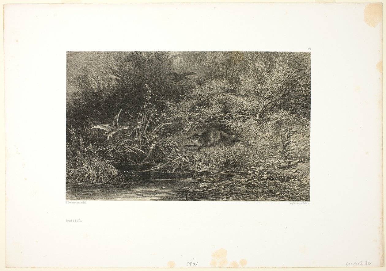 Liška na lovu od Karl Bodmer
