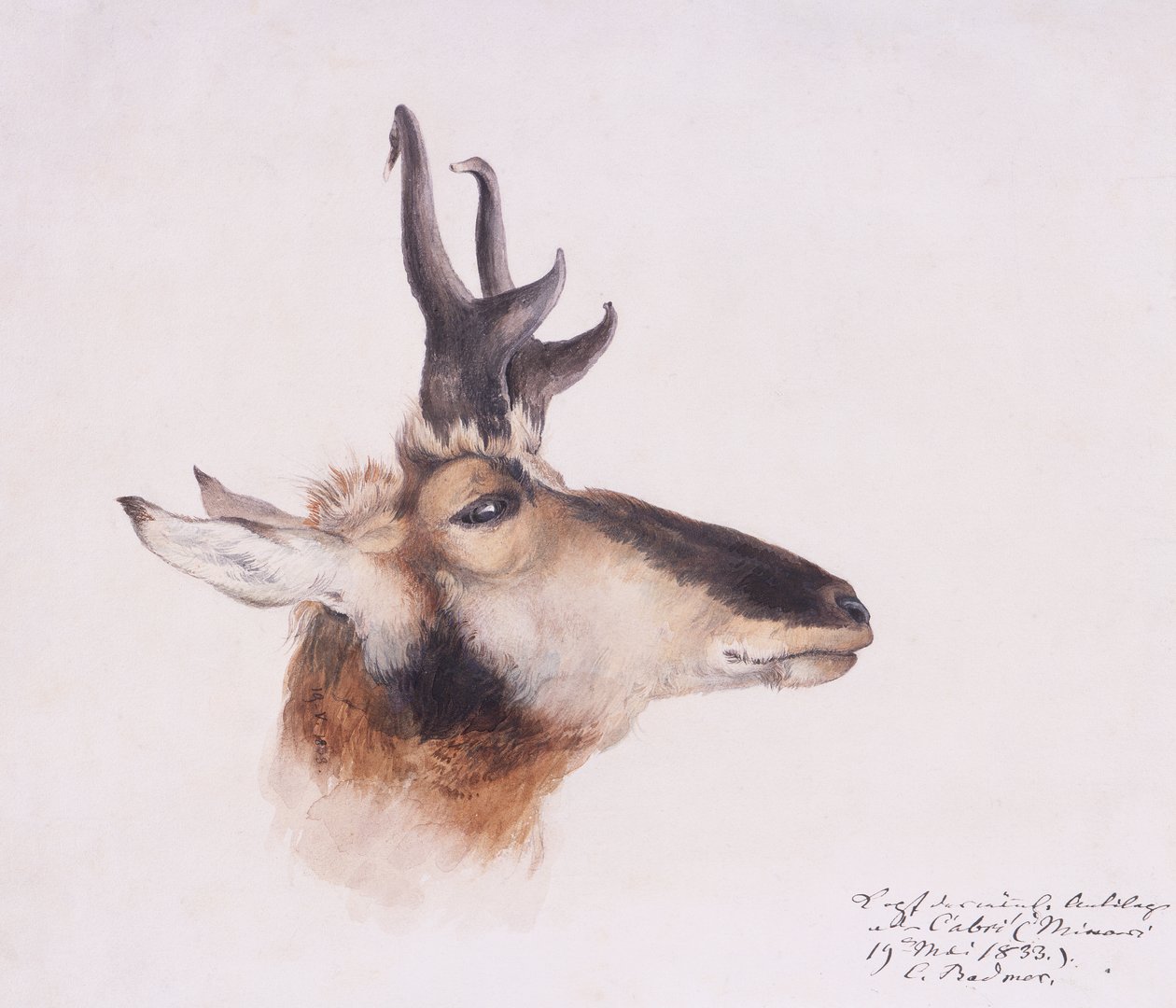 Hlava antilopy od Karl Bodmer
