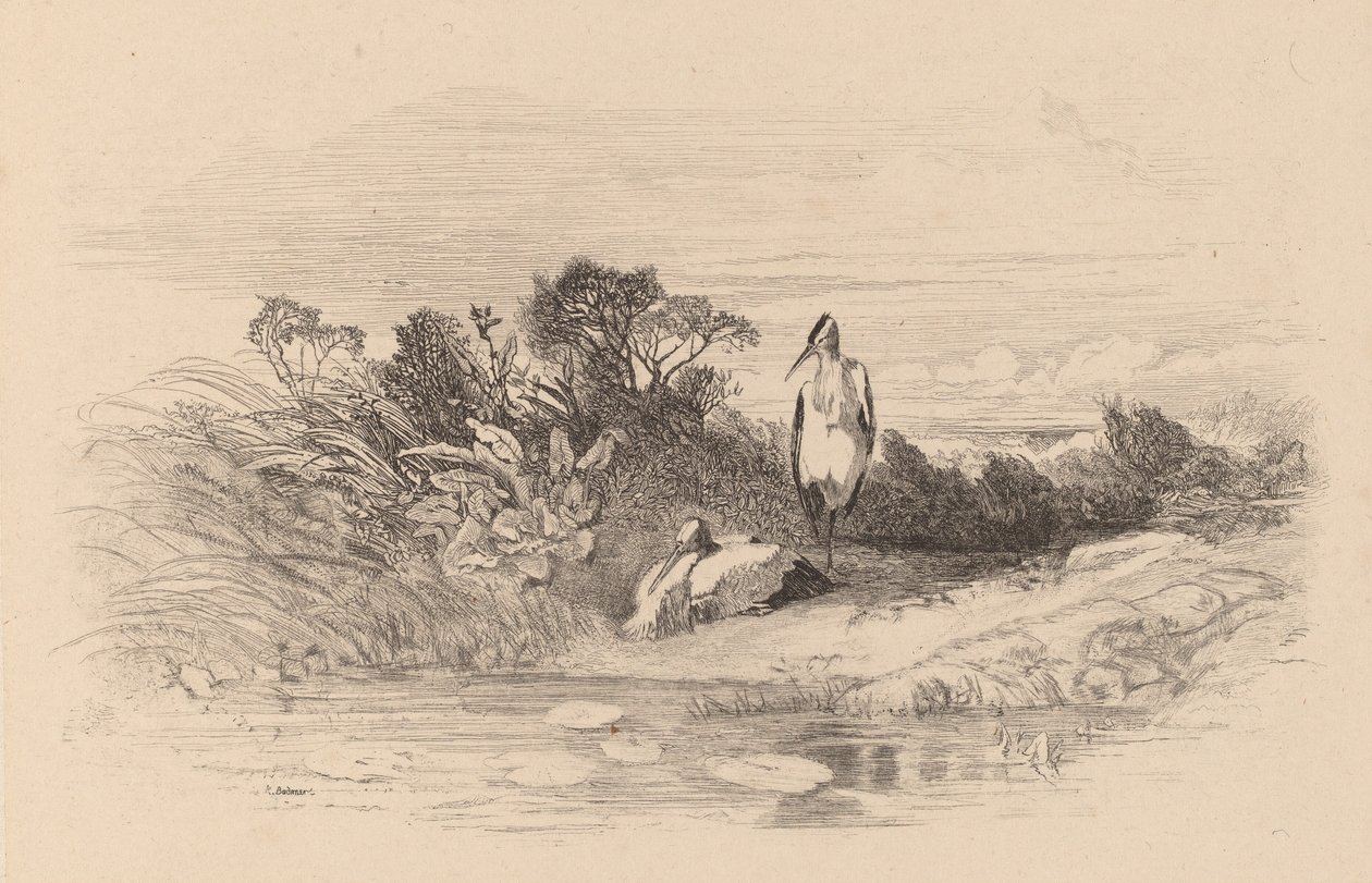 Volavky. od Karl Bodmer