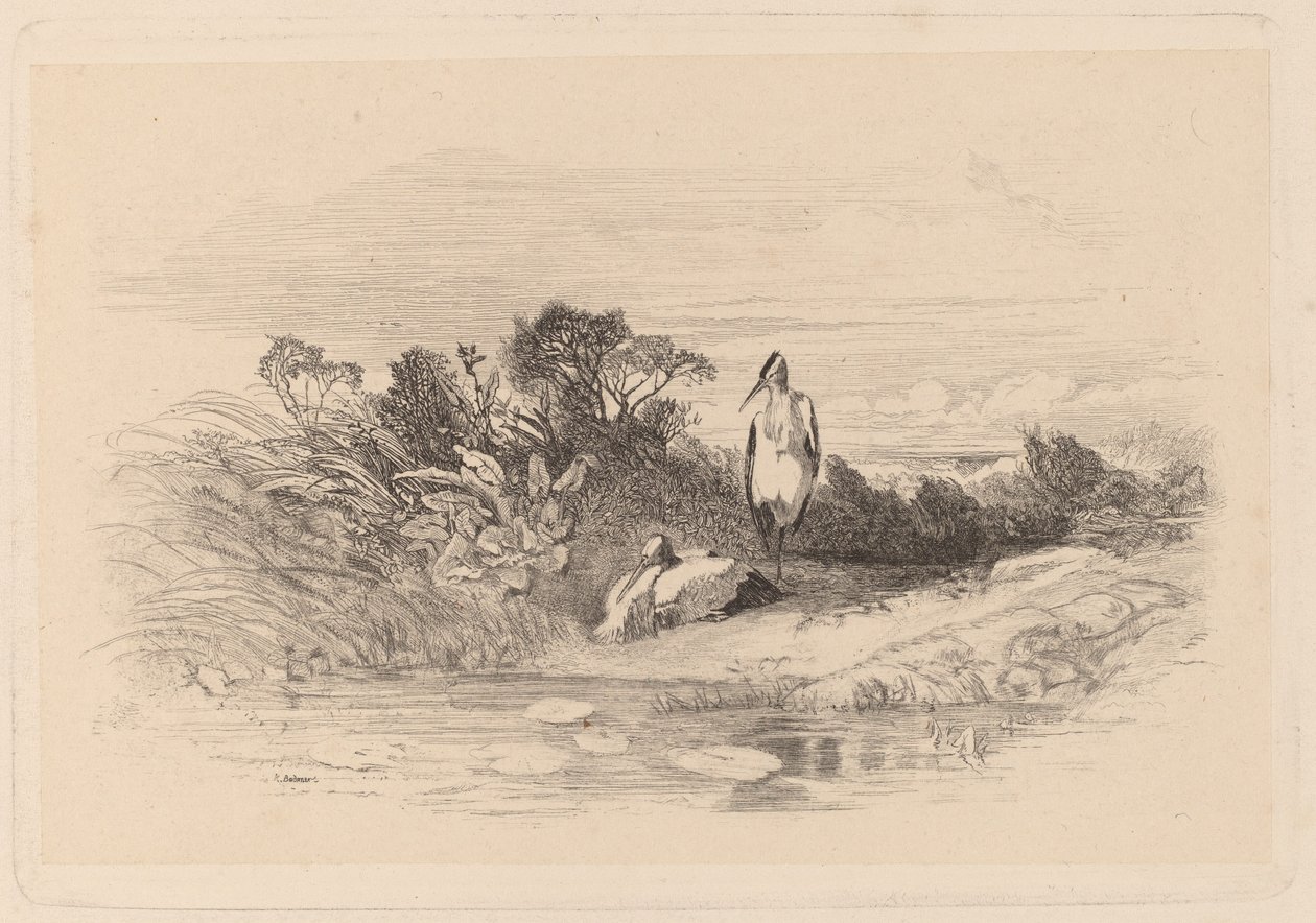 Volavky od Karl Bodmer