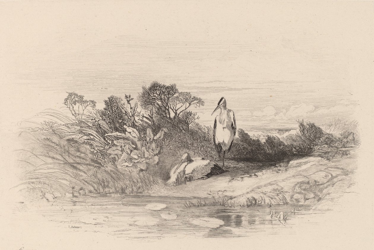 Dvě volavky. od Karl Bodmer