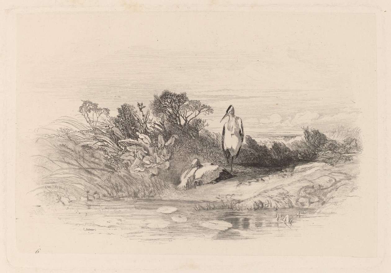 Dvě volavky od Karl Bodmer