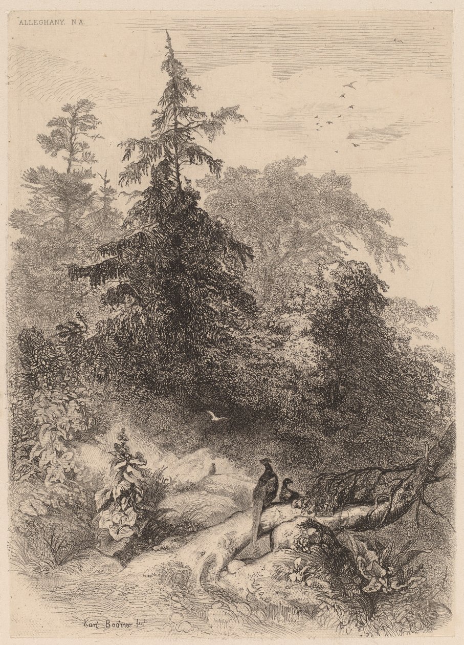 Bažanti. od Karl Bodmer