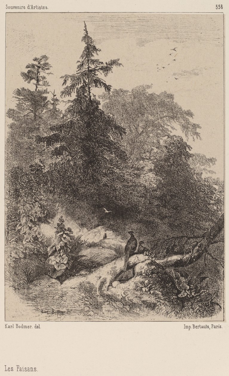 Bažanti od Karl Bodmer