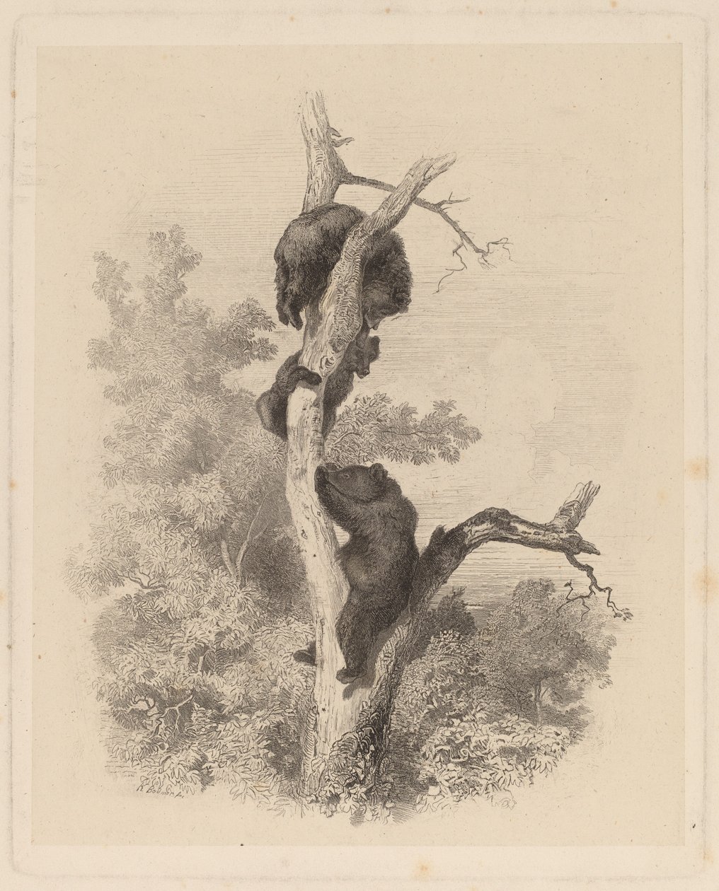 Les Ours (The Bears) od Karl Bodmer