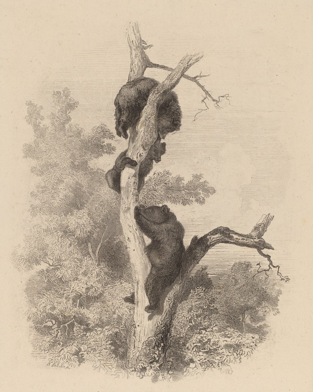 Les Ours The Bears, 18581874. od Karl Bodmer