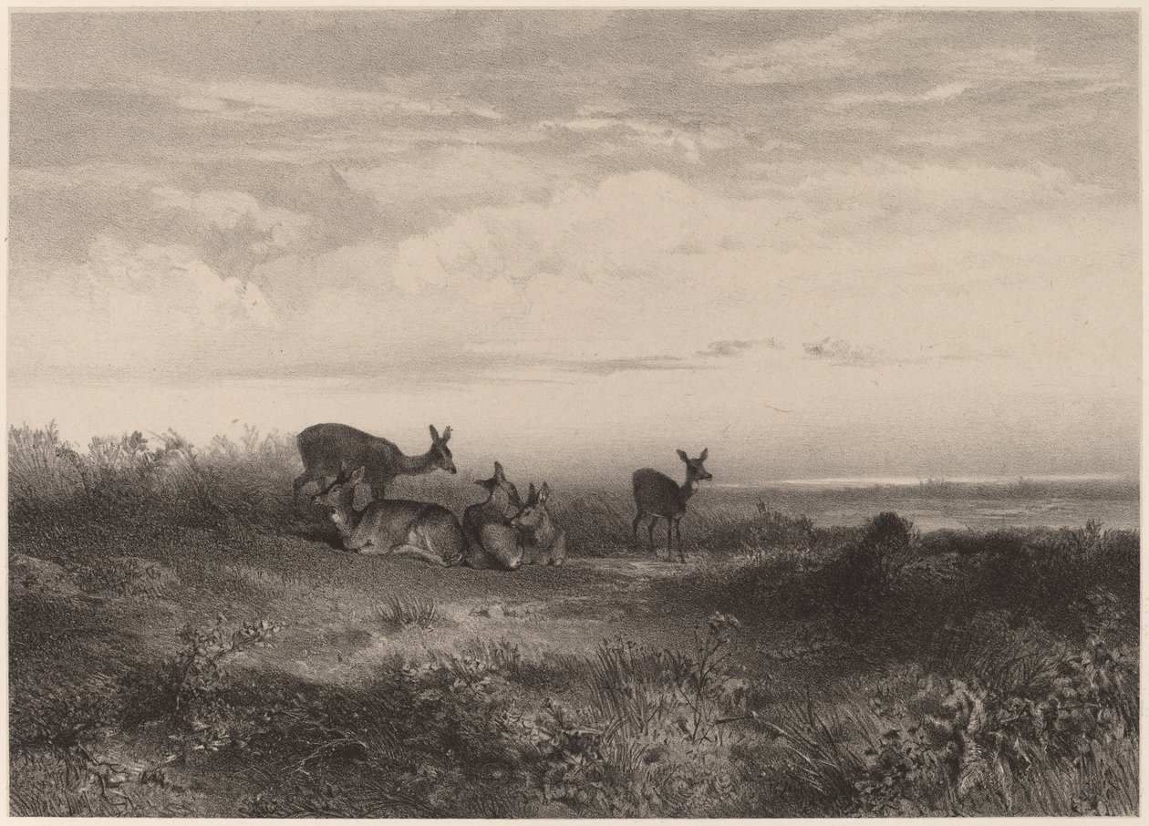 Jelen od Karl Bodmer