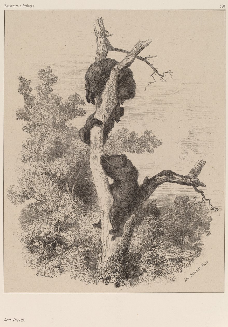 Medvědi. od Karl Bodmer