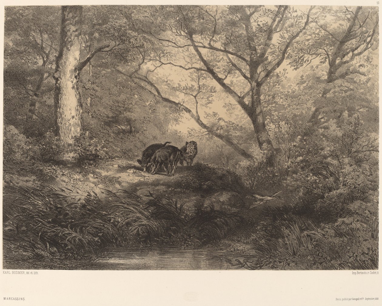 Marcassins od Karl Bodmer