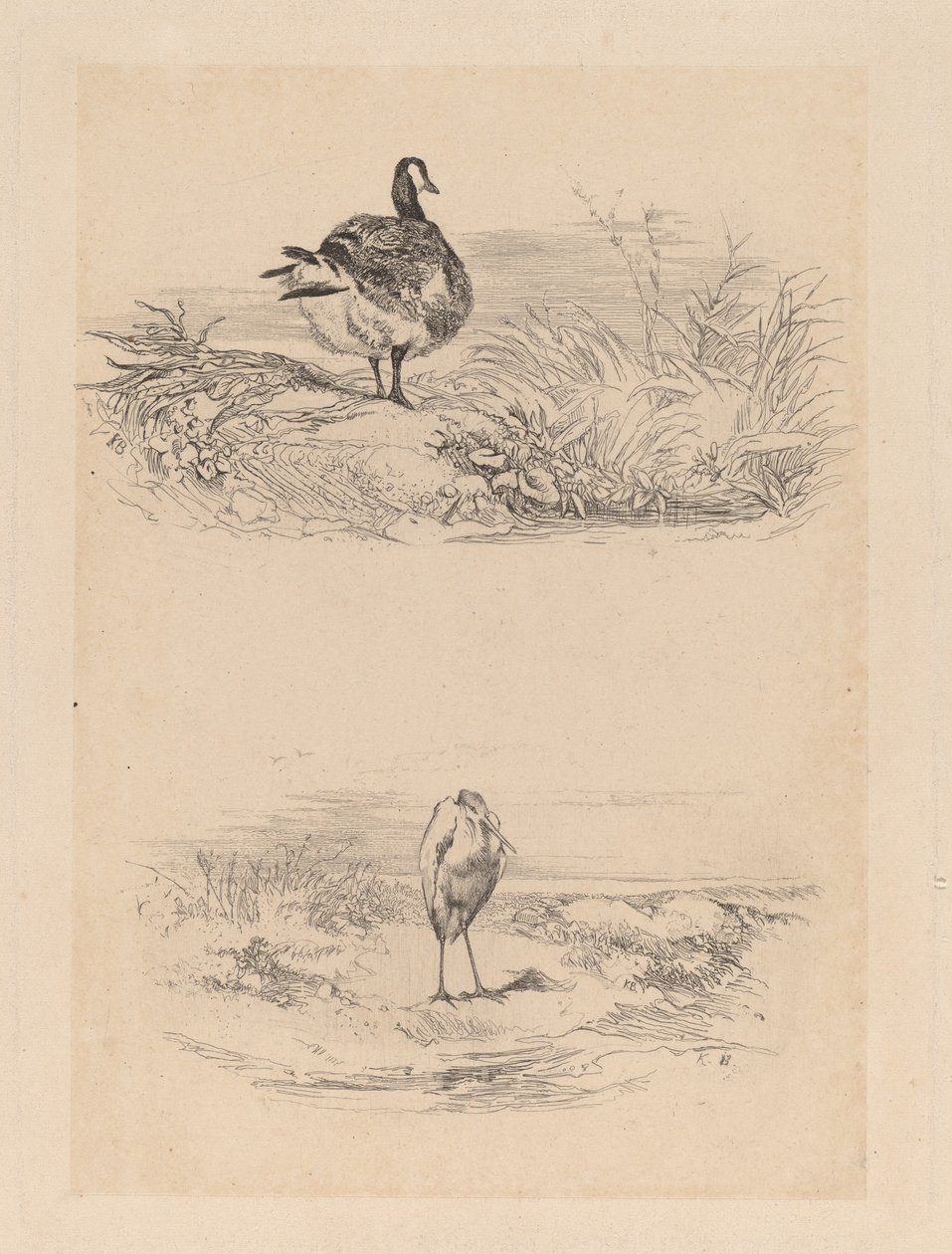 Ahoj, Heron od Karl Bodmer