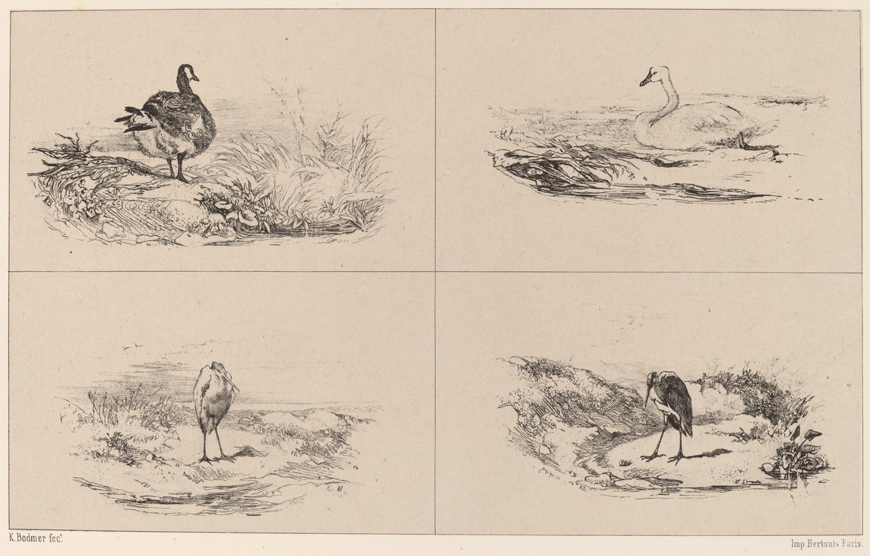 Husy, labutě, volavky. od Karl Bodmer