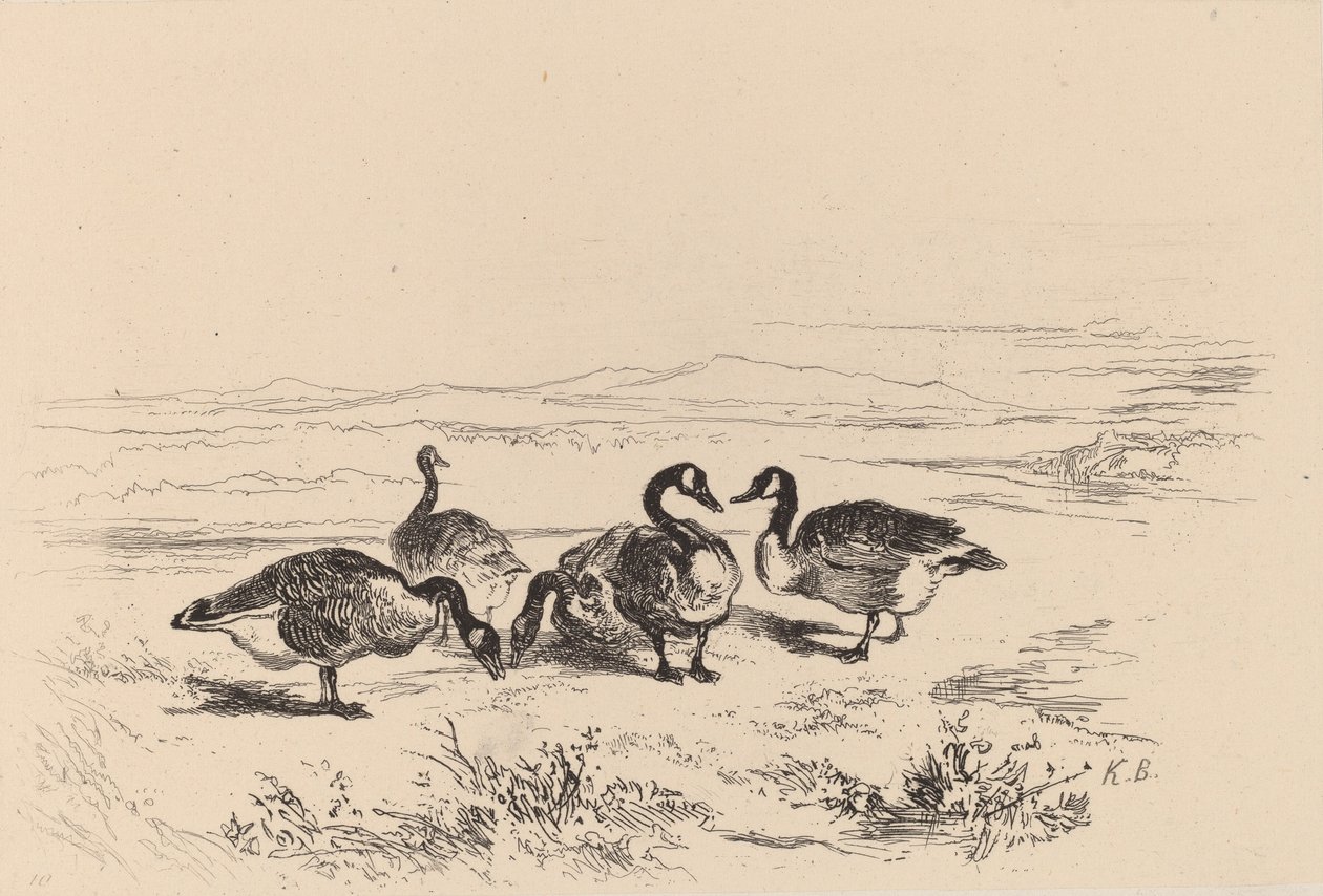 Barnacle husy. od Karl Bodmer