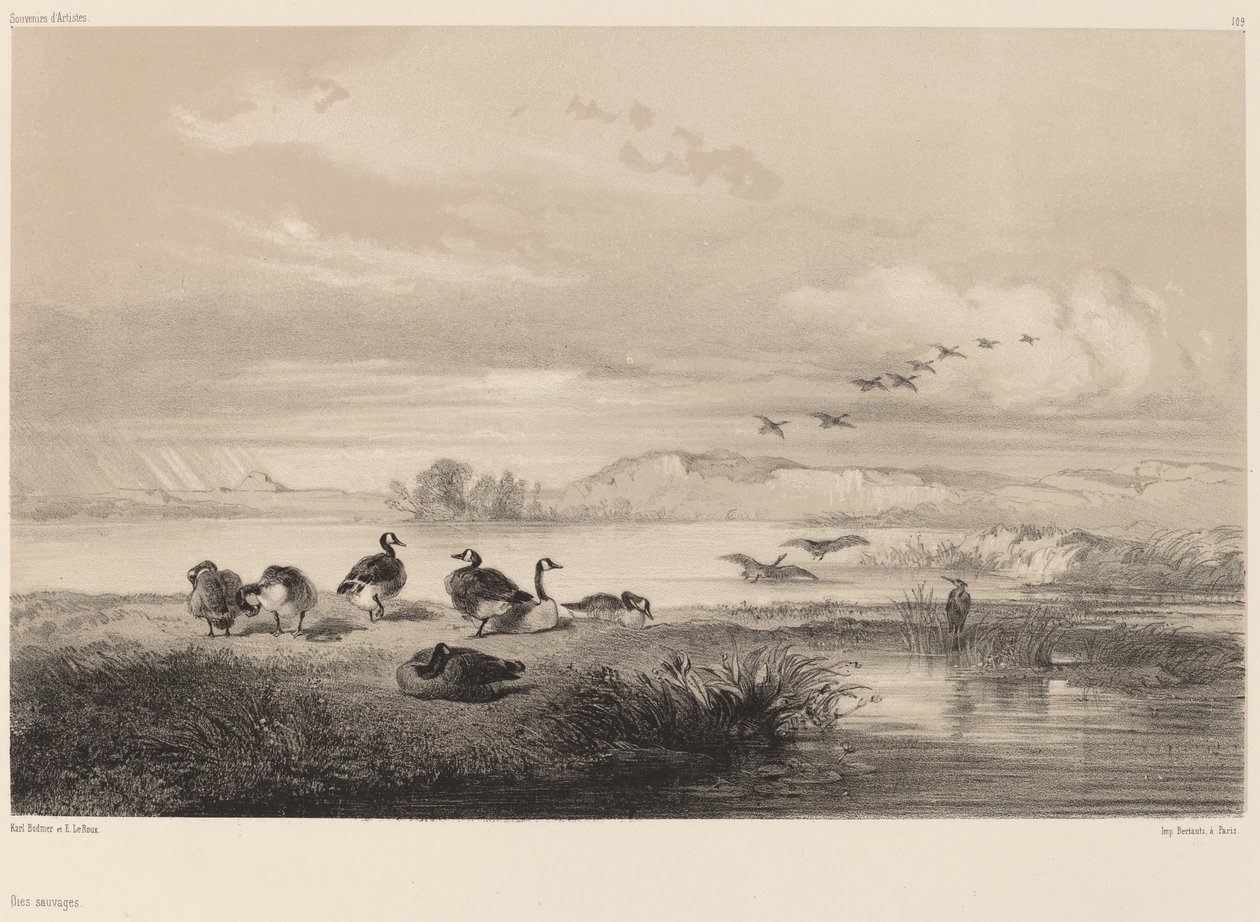 divoké husy od Karl Bodmer