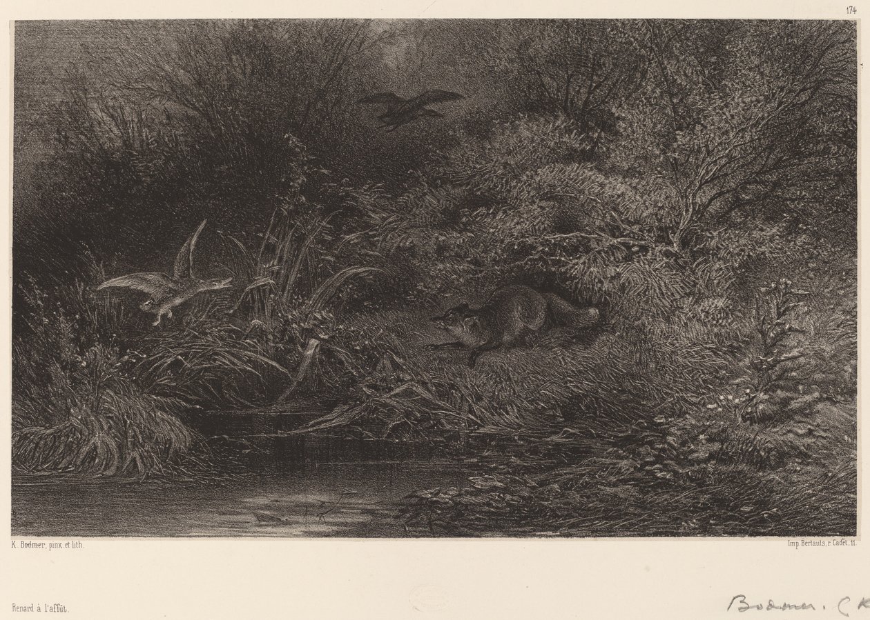 Liška na lovu od Karl Bodmer