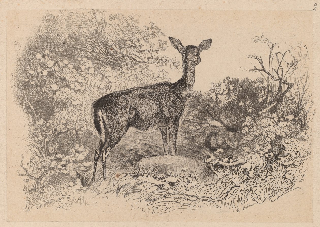 Srnka od Karl Bodmer