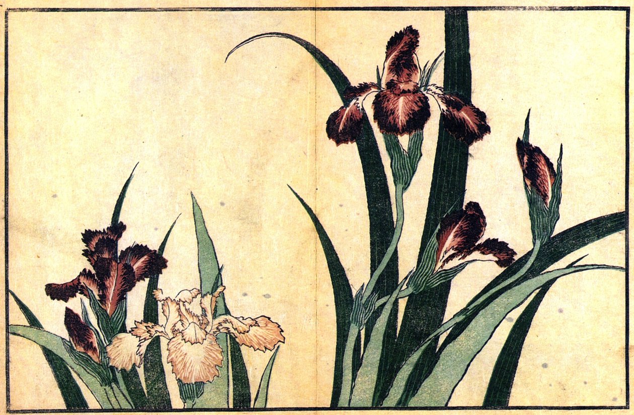 Kosatce od Katsushika Hokusai