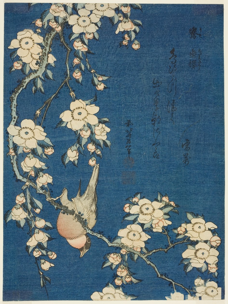 Třešně a třešně (Uso, shidarezakura) od Katsushika Hokusai