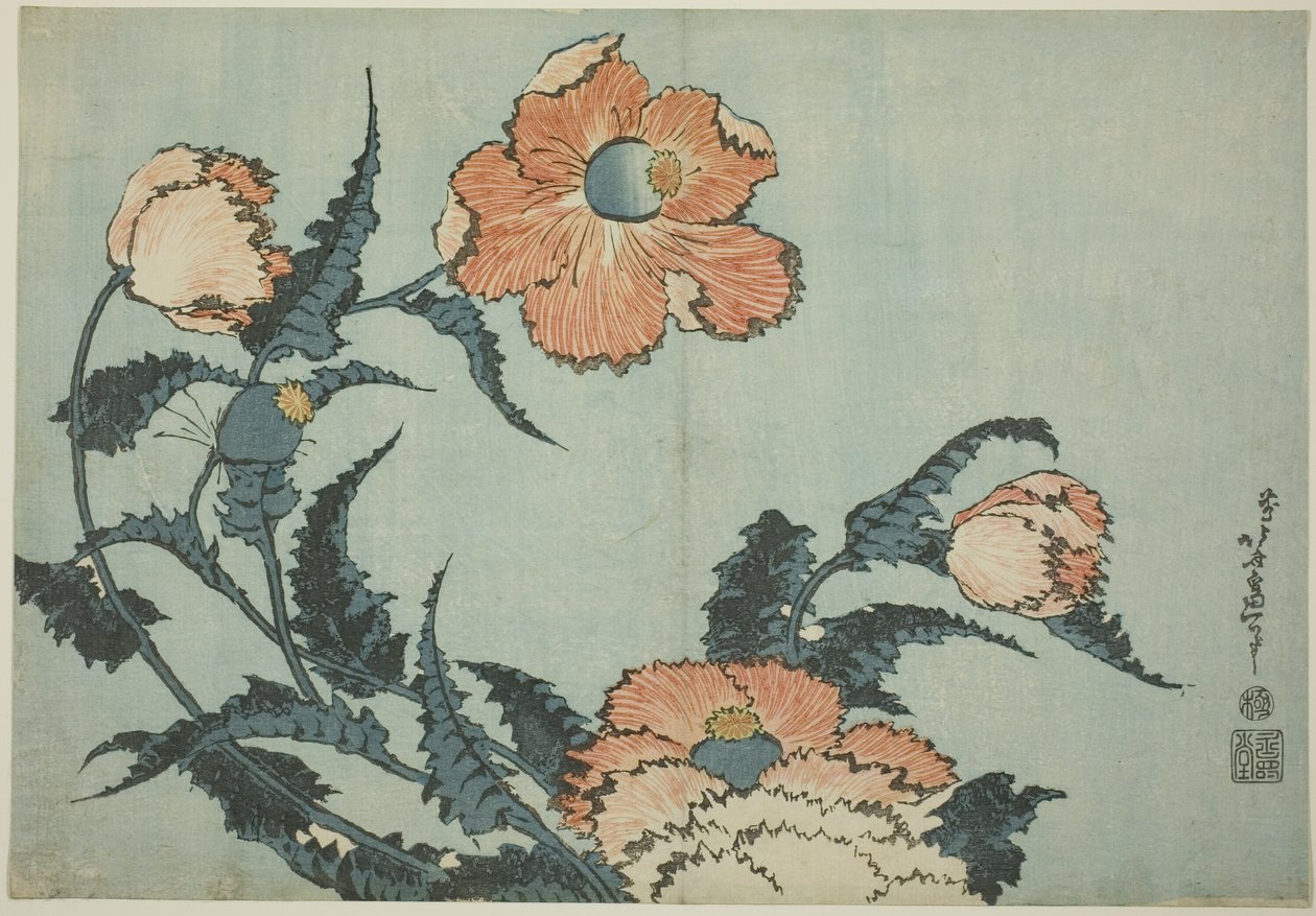 Vlčí máky, z nepojmenované série květin od Katsushika Hokusai