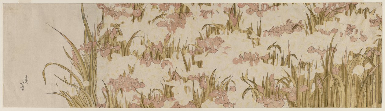 Bílé a fialové kosatce, počátek 19. století. od Katsushika Hokusai