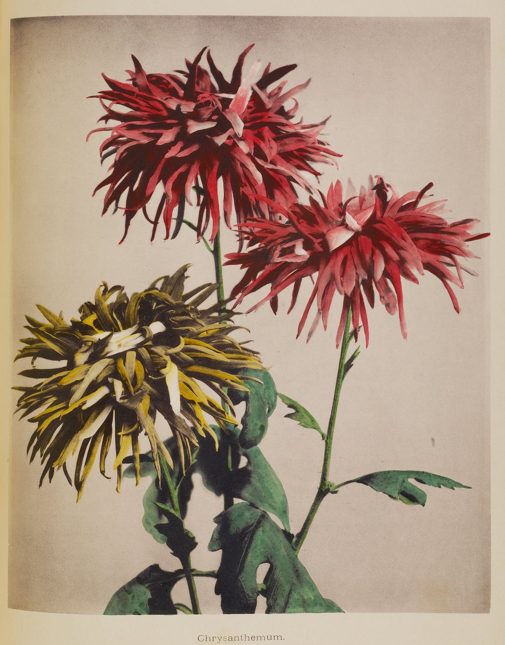 Chryzantéma od Kazumasa Ogawa