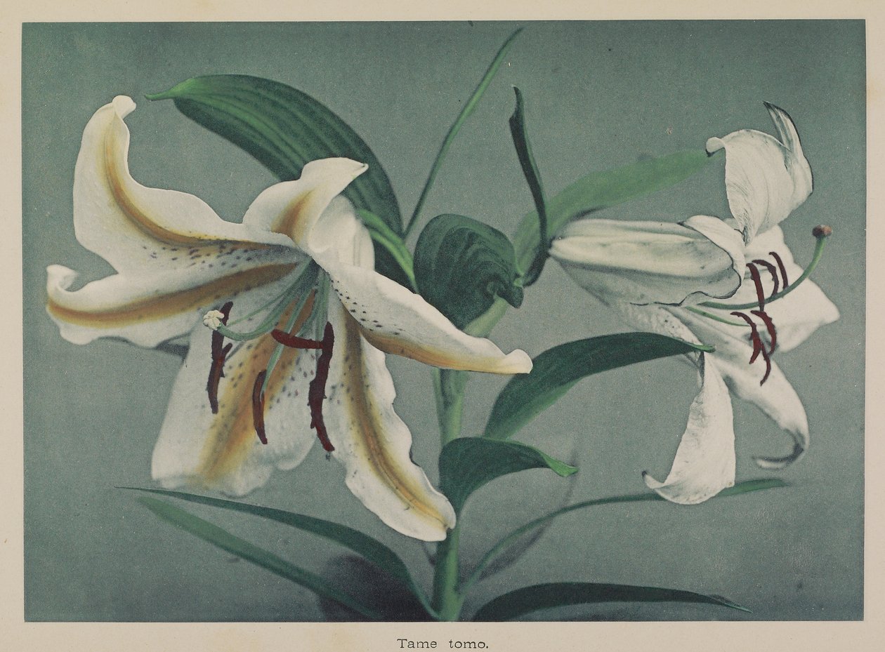 Lily od Kazumasa Ogawa
