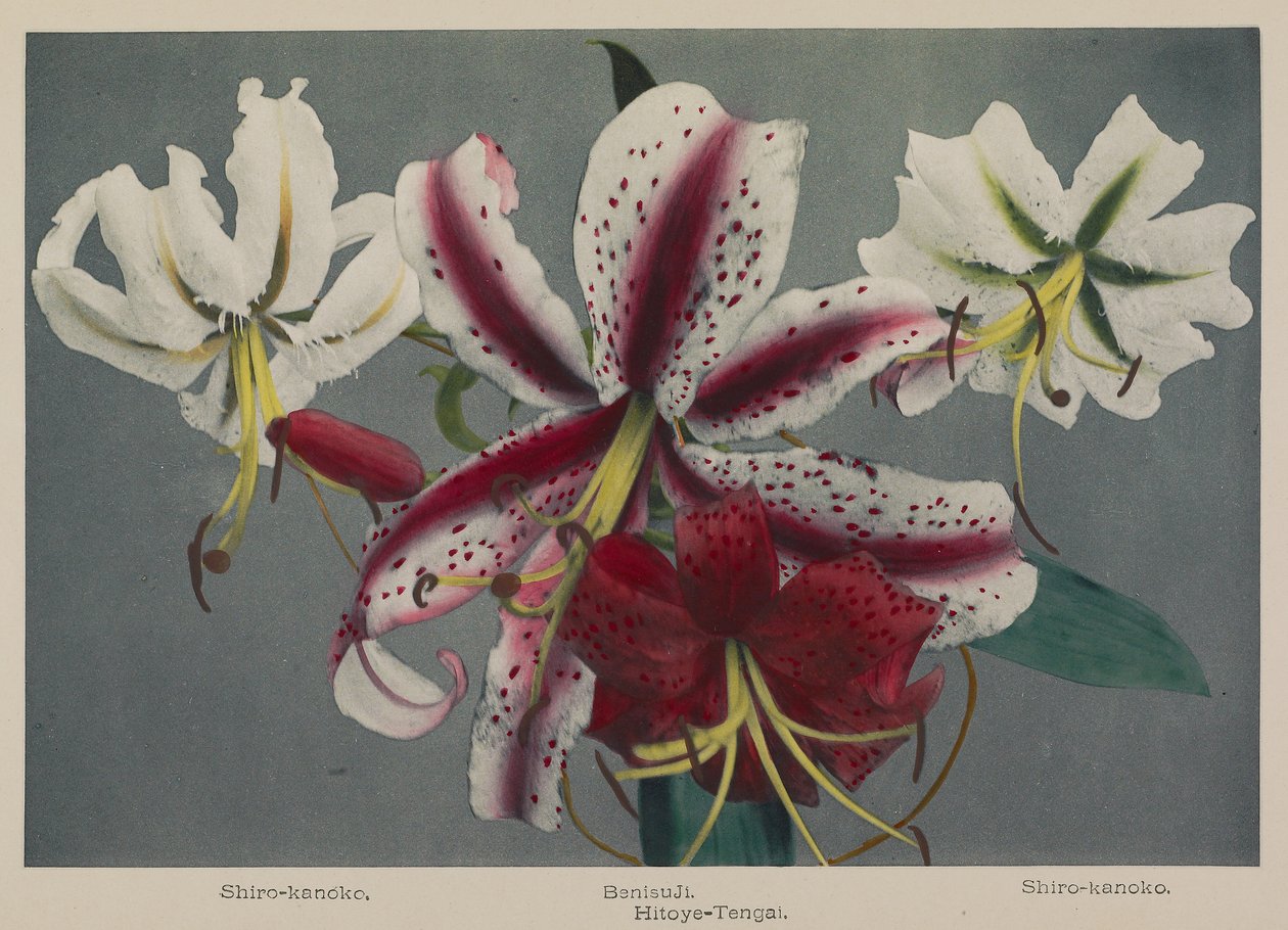 Lily od Kazumasa Ogawa